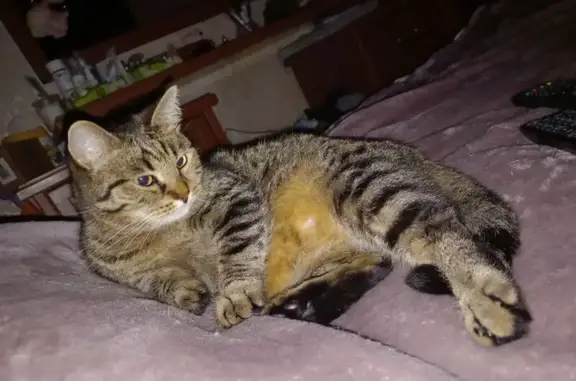 Кошки потеряшки, Калуга, фото: Потеряшка кошка, ул. Ленина, 28, Калуга