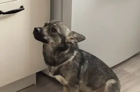 Найдена собака, Оренбург, фото: Собака найдена: пр. Дзержинского, Оренбург