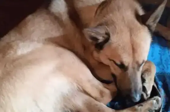 Найдена собака, Петрозаводск, фото: Собака найдена на Октябрьском пр., 47А