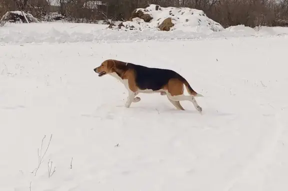 Найдена собака, , фото: Собака найдена: Пролетарская ул., Пески