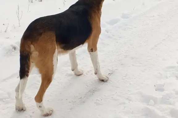 Найдена собака, Пески, 20Н-27-20