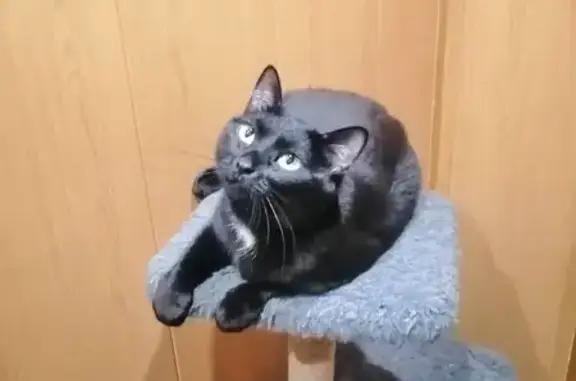 Пропала кошка, Тобольск, 24
