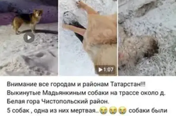Собака найдена в Татарско-Толкишском, Татарстан