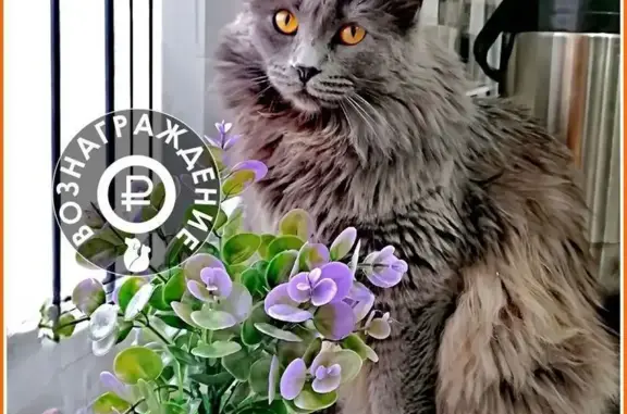 Кошки потеряшки, Омск, фото: Потеряшка кошка, 1-й Круговой пер., 3, Омск