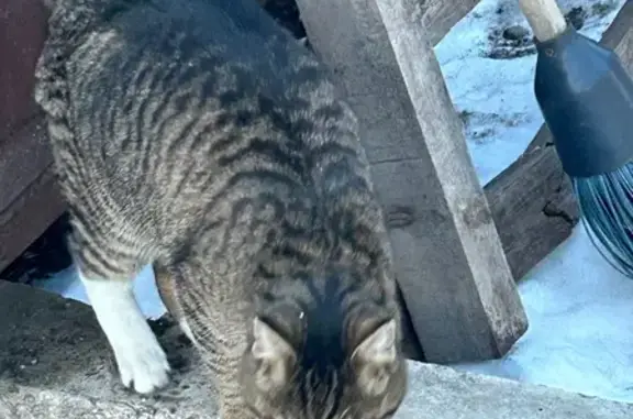 Найдена кошка, Дрокино, фото: Кошка найдена, 4-й Дачный переулок, Дрокино