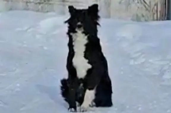 Собака найдена: Тихоокеанская 167Б, Хабаровск