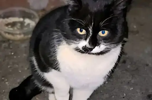 Кошка найдена: Тихоокеанская ул., 167Б