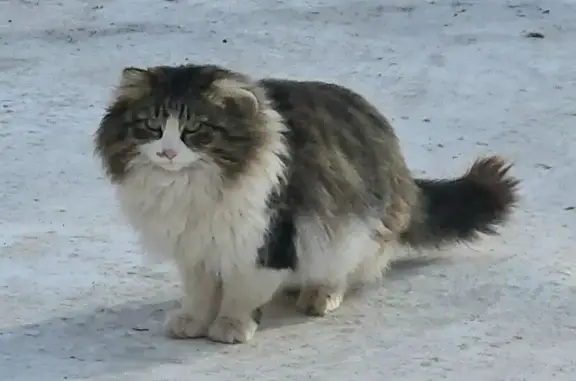 Кошка найдена на Тихоокеанской, 167Б