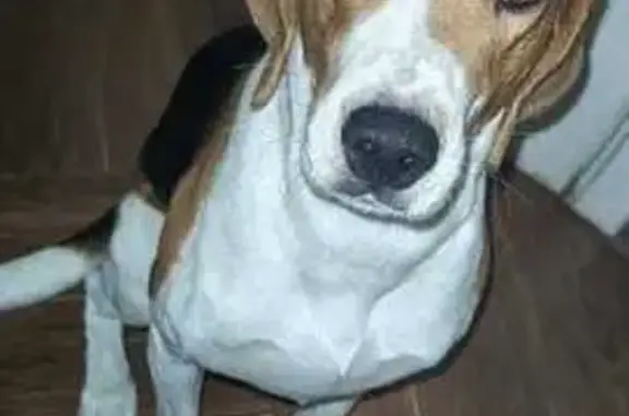 Собаки потеряшки, , фото: Потеряшка собака, с. Совхоз Победа, ул. Центральная, 23