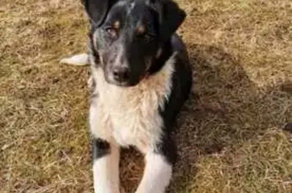 Собаки потеряшки, , фото: Потеряшка собака, ул. Новостройка, 51