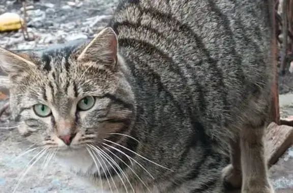 Кошка найдена: ул. Шевченко, 19, Иваново