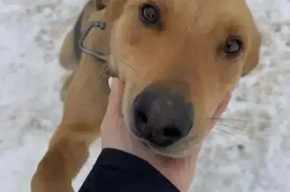 Найдена гончая, ул. Гагарина, Переволочное