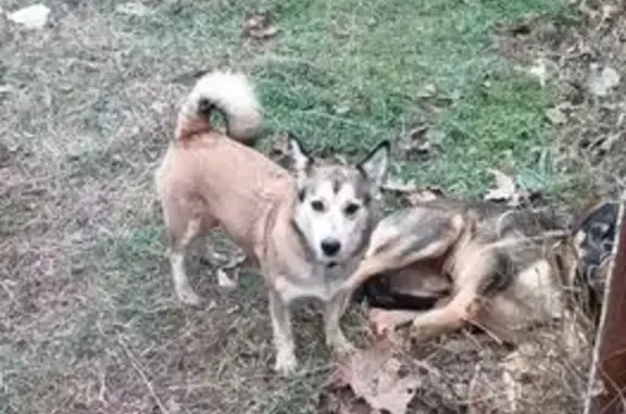 Собака найдена: ул. Генерала Петрова, 14