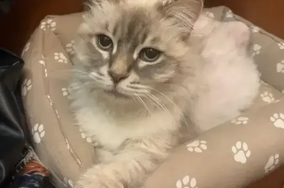 Кошки потеряшки, Санкт-Петербург, фото: Потеряшка кот Брюлик, ул. Казакова, 3 к1