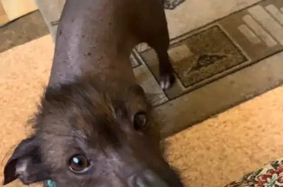 Собаки потеряшки, Новокузнецк, фото: Потеряшка собака, ул. Шункова, 15, Новокузнецк