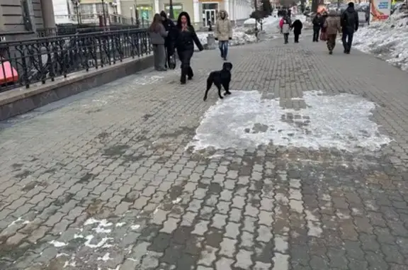 Собака у ЦУМа, Муравьёва-Амурского 23