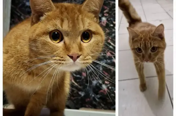 Кот найден, Ботанический переулок, Томск
