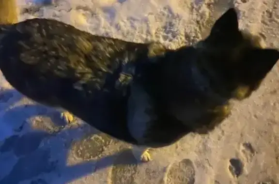 Найдена хаски, Сосновка 5, Пенза