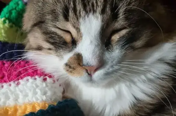 Кошки потеряшки, Асбест, фото: Потеряшка кошка на ул. Чапаева, 26, Асбест