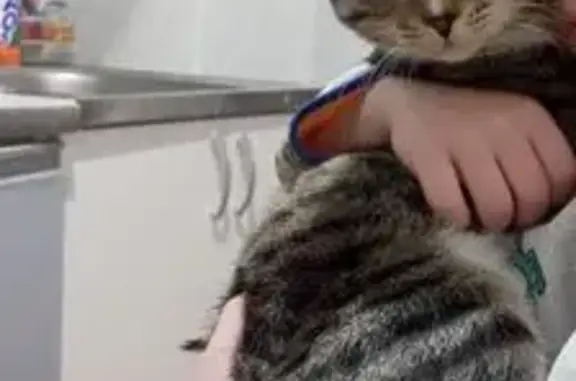 Пропала кошка, Портовая ул., 4, Троицк - photo