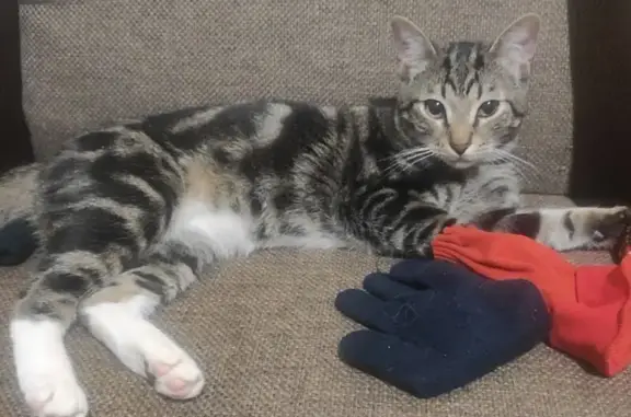 Кошки потеряшки, Санкт-Петербург, фото: Потеряшка кошка, ул. Руднева, СПб