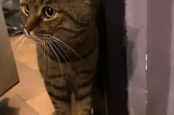 Кошка найдена на Гостинодворской, 28