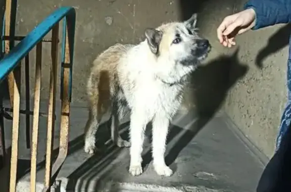 Собака найдена на Пичугина, 46, Тверь