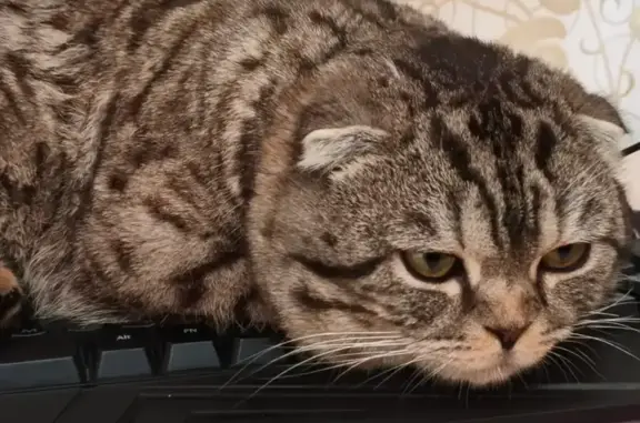 Кошки потеряшки, Костанай, фото: Потеряшка кошка, Ленинградская 19/6, Костанай