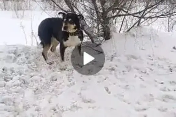 Щенок у стелы Оренбург, въезд с Кушкули