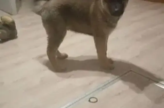 Собаки потеряшки, Орша, фото: Потеряшка собака, Красная площадь, 3