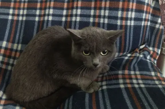 Найдена кошка, Киселевск, фото: Кошка найдена, ул. Новостройка, 7, Киселёвск