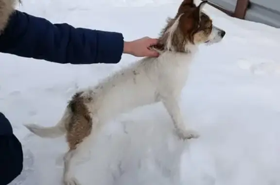 Найдена собака, Свердловская область, фото: Найдена собака в Истоке, Свердловская обл.