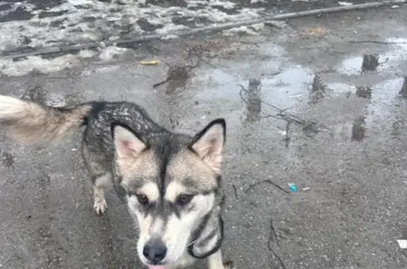 Найдена собака, Ясная Поляна, фото: Собака с щенками найдена на Запрудной, 14В
