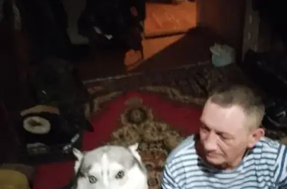 Собаки потеряшки, , фото: Потеряшка хаски, Фабричная ул., 26, Ганино