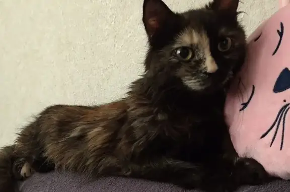 Кошки потеряшки, Таганрог, фото: Потеряшка кошка, ул. Фрунзе, 55А, Таганрог