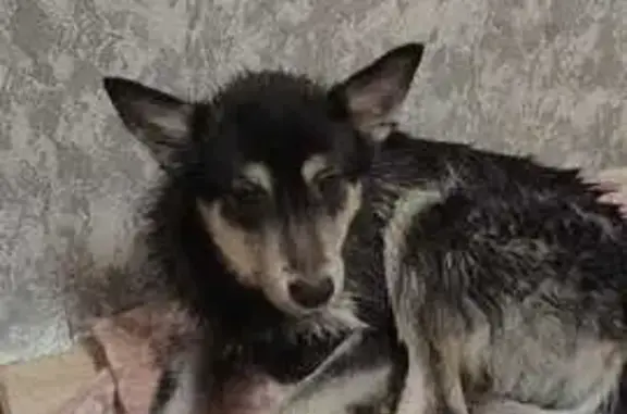 Найдена собака, Суходольская 47, Екб