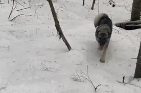 Собаки потеряшки, Новое Подвязье, фото: Потеряшка собака, Тверская область