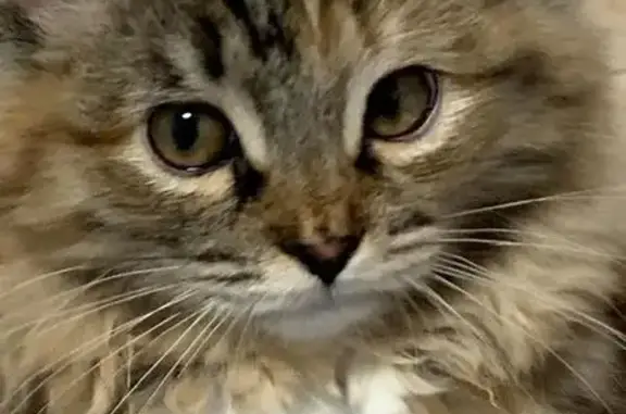 Кошки потеряшки, Москва, фото: Потеряшка кошка, Оболенский пер., 2, Москва