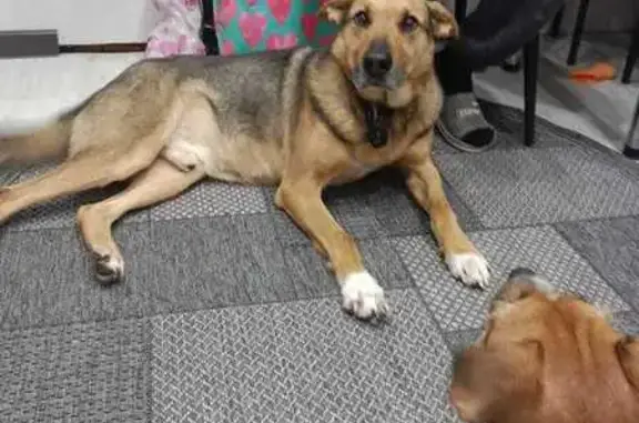 Собаки потеряшки, Кимры, фото: Потеряшка собака, Западная ул. 21, Кимры