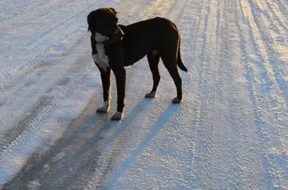 Собака найдена: Бакалы, Молодёжная 41 - photo