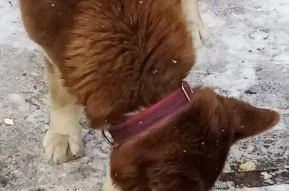 Найдена собака, Екатеринбург, фото: Собака найдена: Соликамская ул, 7, Екб