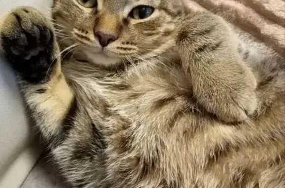 Кошки потеряшки, Иркутск, фото: Потеряшка кошка, Чайковского 21, Иркутск