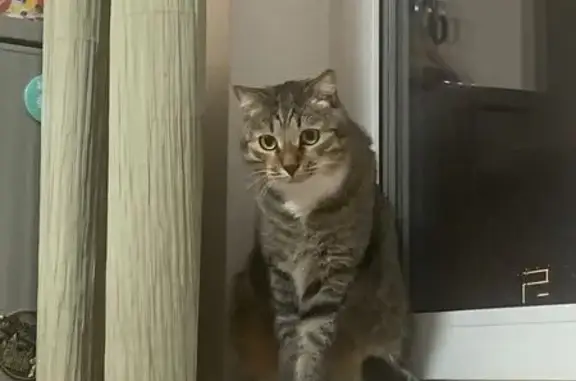 Кошки потеряшки, Москва, фото: Потеряшка кошка, Профсоюзная ул., Москва