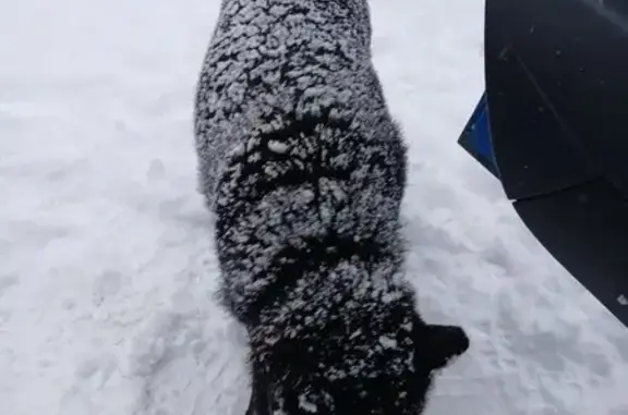 Найдена собака, Лайский Док, фото: Лайки найдены: Лайский Док, Центральная 30