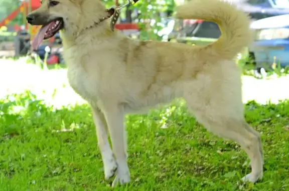 Собаки потеряшки, Москва, фото: Потеряшка собака, Новомарьинская 17, Москва