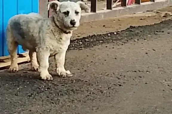 Найдена собака, Москва, фото: Светлая собачка найдена: Красноказарменная 17