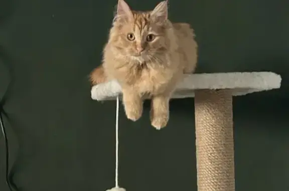 Кошки потеряшки, Москва, фото: Потеряшка рыжая кошка, ул. Бакинских, 10