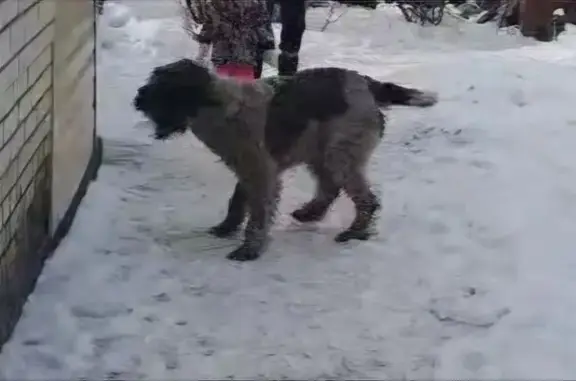 Пропала собака на Светлой улице, Пенза