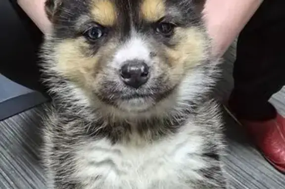 Собаки потеряшки, Республика Бурятия, фото: Потеряшка собака, Улан-Удэ, Бурятия