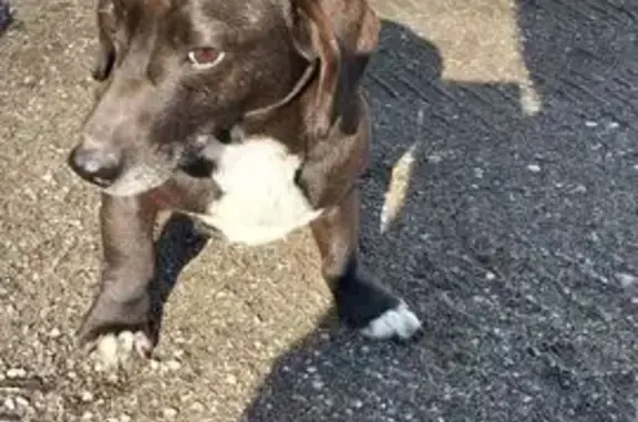 Найдена собака, Мещовск, фото: Собака найдена: пр. Революции, 43, Мещовск